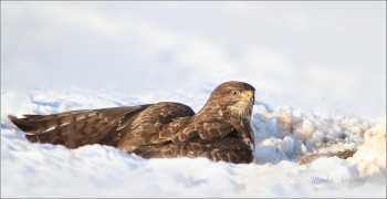 <p>KÁNĚ LESNÍ (Buteo buteo) /Common buzzard - Mäusebussard/</p>